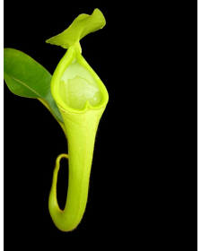 Nepenthes chaniana