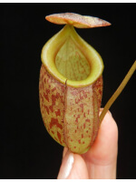 Nepenthes gymnamphora x tenuis BE-4069 - 3833