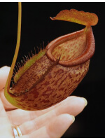Nepenthes gymnamphora x tenuis BE-4069 - 3834