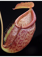 Nepenthes gymnamphora x tenuis BE-4069 - 3835