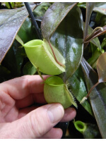Nepenthes ampullaria – Papua intermediate BE-3450 - 3836