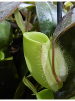 Nepenthes ampullaria – Papua intermediate BE-3450 - 3837