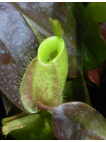 Nepenthes ampullaria – Papua intermediate BE-3450 - 3838