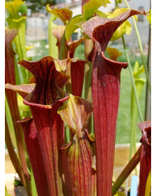 S. flava Red tube x alata Red (All red),(SM)(H26,MK)