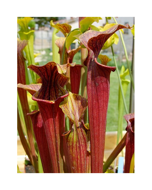 S. flava Red tube x alata Red (All red),(SM)(H26,MK)