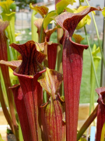 S. flava Red tube x alata Red (All red),(SM)(H26,MK)