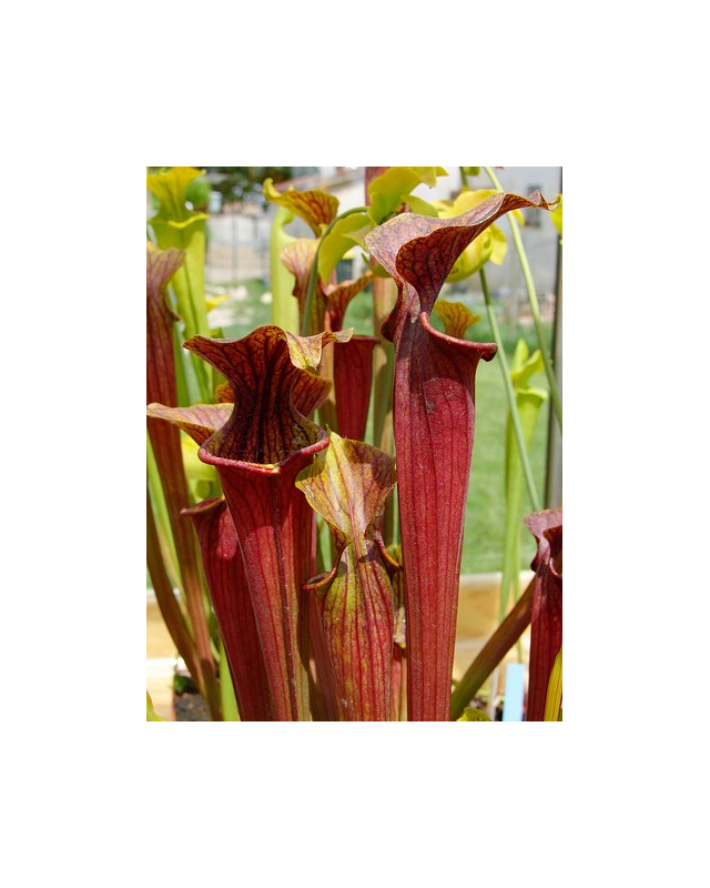 S. flava Red tube x alata Red (All red),(SM)(H26,MK) S. flava Red tube x alata Red (All red),(SM)(H26,MK)