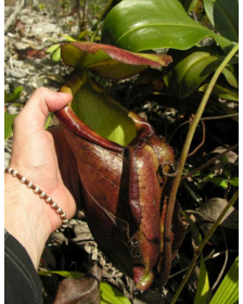 Nepenthes treubiana