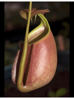 Nepenthes bicalcarata: BE-3029 - 3856