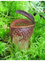 Nepenthes tenuis: BE-4049 - 3869