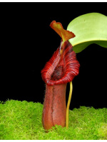 Nepenthes (lowii x macrophylla) x robcantleyi BE 4022 - 3878