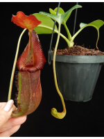 Nepenthes (lowii x macrophylla) x robcantleyi BE 4022 - 3879