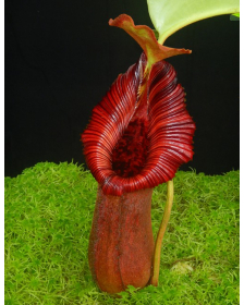 Nepenthes (lowii x...