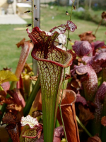 S. 'Lynda Butt'