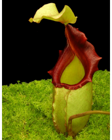 Nepenthes rajah x veitchii BE-3730