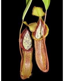 Nepenthes singalana x hamata