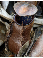 Nepenthes tomoriana ‘Tambusisi’: BE-3344 - 3929