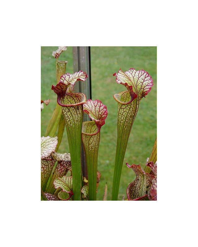 S. 'Lynda Butt'