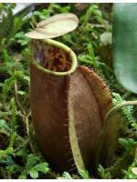 Nepenthes tomoriana ‘Tambusisi’: BE-3344 - 3930
