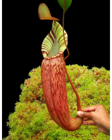 Nepenthes spectabilis x veitchii BE-3664