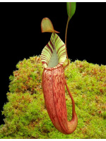 Nepenthes spectabilis x veitchii BE-3664 - 3935