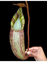 Nepenthes spectabilis x veitchii BE-3664 - 3936