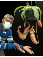 Nepenthes spectabilis x veitchii BE-3664 - 3938