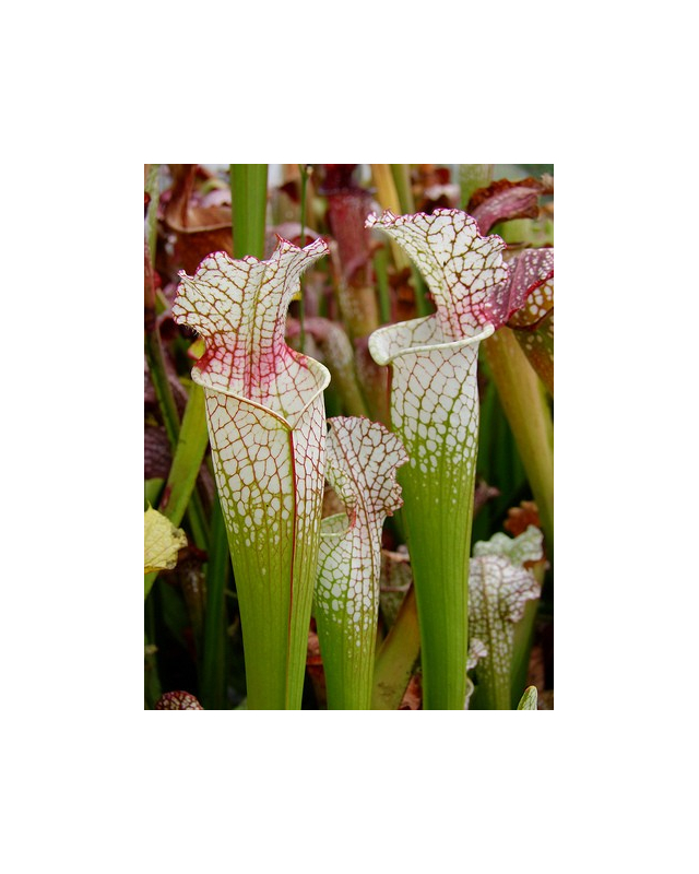 S.Wilkerson's Red -- open pollinated
