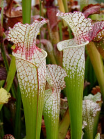 S.Wilkerson's Red -- open pollinated