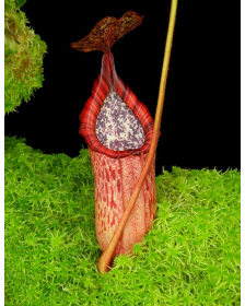 Nepenthes burbidgeae x...