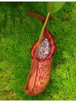 Nepenthes burbidgeae x petiolata BE-4042 - 3943