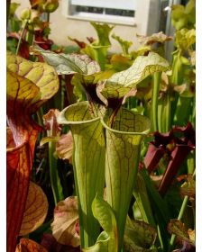 S.'Leah Wilkerson' x oreophila