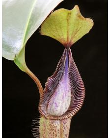 Nepenthes robcantleyi x hamata ‘Lumut’ – assorted clones: BE-3958