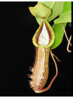 Nepenthes robcantleyi x hamata ‘Lumut’ – assorted clones: BE-3958 - 3963
