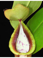 Nepenthes robcantleyi x hamata ‘Lumut’ – assorted clones: BE-3958 - 3964