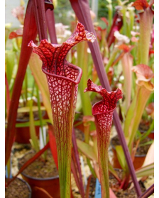 S. leucophylla x oreophila