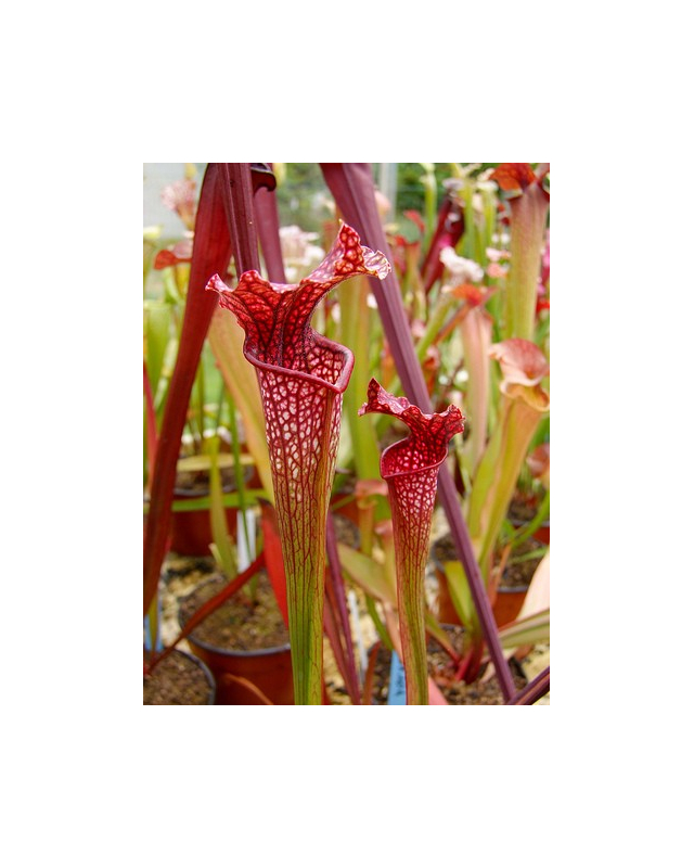 S. leucophylla x oreophila