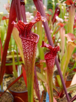 S. leucophylla x oreophila