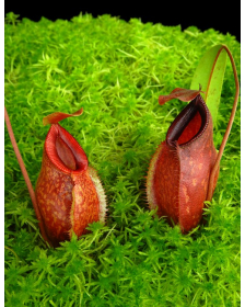 Nepenthes aristolochioides x diabolica BE-3898