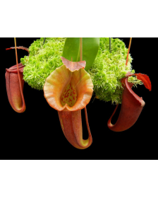 Nepenthes robcantleyi x jacquelineae BE-4028