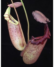 Nepenthes burbidgeae x...