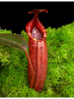 Nepenthes peltata x (veitchii x lowii) BE-4516 - 3988