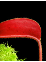 Nepenthes peltata x (veitchii x lowii) BE-4516 - 3989