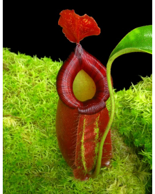 Nepenthes robcantleyi x...