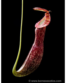 Nepenthes mirabilis var....