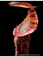 Nepenthes mirabilis var. echinostoma BE-3372 - 3994