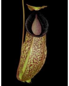 NNepenthes (aristolochioides x spectabilis) x hamata BE-4574