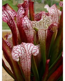 S. leucophylla x umlauftiana