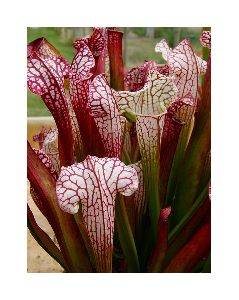 S. leucophylla x umlauftiana