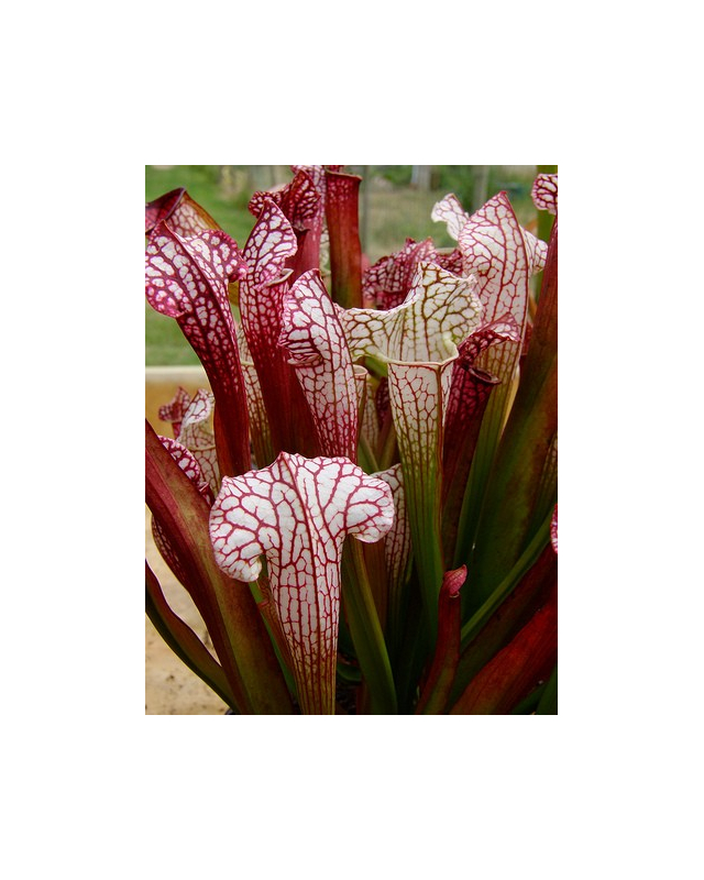 S. leucophylla x umlauftiana S. leucophylla x umlauftiana